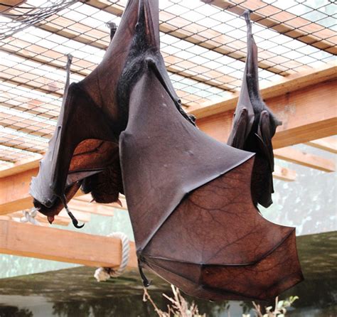 People Are Terrified To Find Out That This Megabat Actually Exists - Success Life Lounge