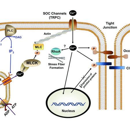 Myosin light chain kinase (MLCK)-dependent control of actin-myosin ...