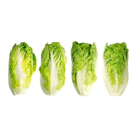 Premium Romaine Lettuce Seeds – GardenGuru