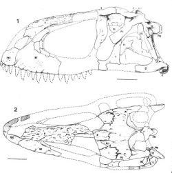 Abelisaurus — Paleowiki | Paleontology, Dinosaur, Deep time