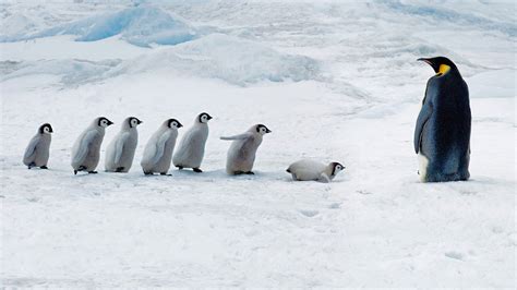 Adorable Penguin Colony - HD Wallpaper