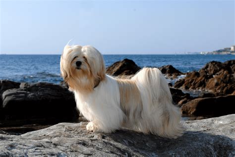 20 Lhasa Apso Colors That Are Too Cute To Handle