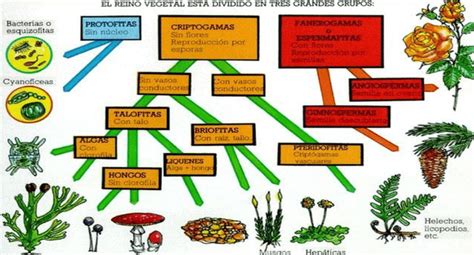 Visión Comida Casco el reino vegetal se clasifica en Sostener boxeo Inocencia