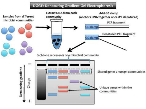 Types of Electrophoresis - Principles and Applications - Laboratoryinfo.com