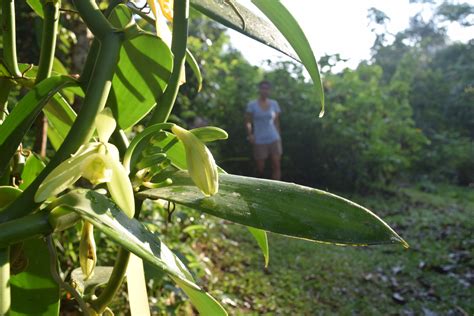 Vanilla Bean Plant How To Grow