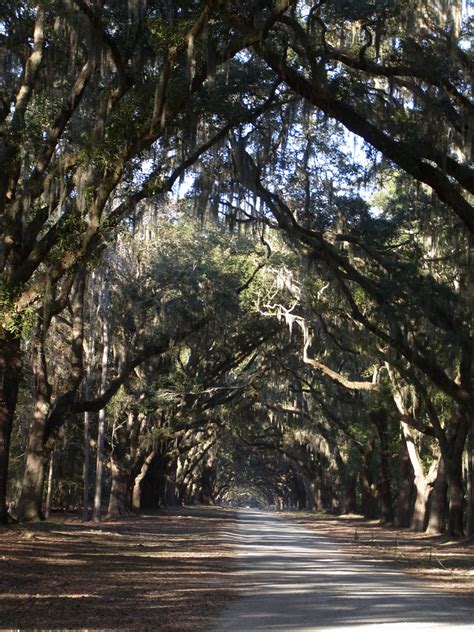 Savannah - Wormsloe Plantation - Singular Scene