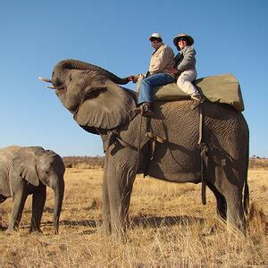 Elephant Ride Africa | AfricaHunting.com