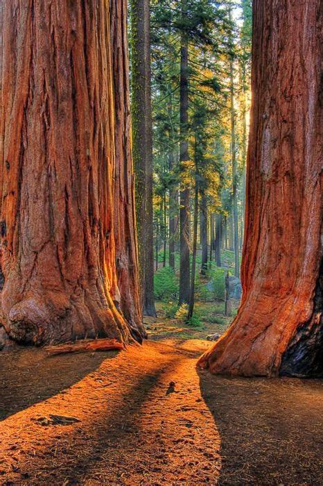 Giant Redwoods, California | Fantastic Materials