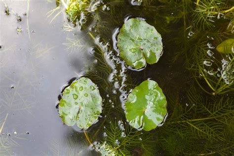 Native plants for wildlife ponds - gardenersworld.com