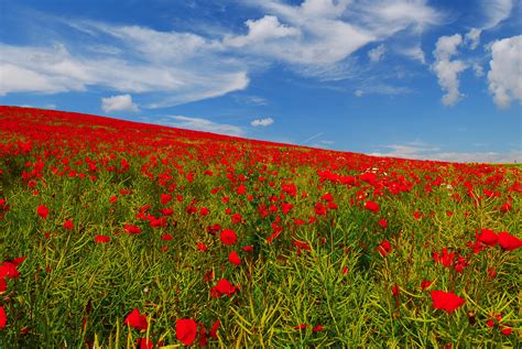 Poppy Field Flanders