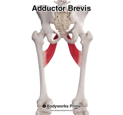 Adductor Brevis Muscle Anatomy - Bodyworks Prime