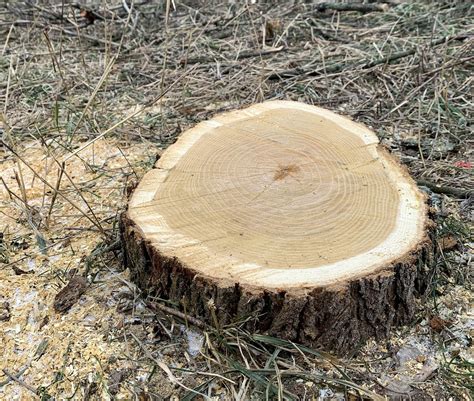 Premium Photo | Image of a cross section of a tree with annual rings clearly visible