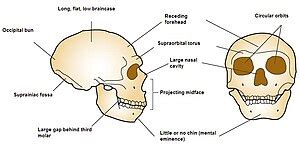 Neanderthal Skull Diagram