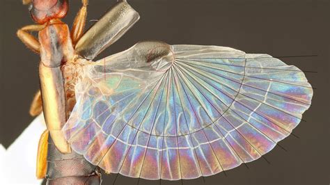 Origami tricks learned from insect wings enable highly collapsible ...