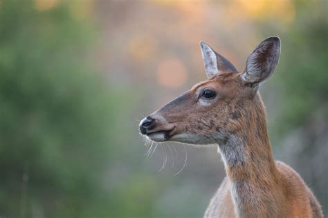 A Wildlife Photographer's Guide to the Nikon 200-500mm Lens (Review) — APC Wildlife Photography