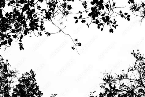 Tree branch and leaves silhouette against white background. Stock Photo ...