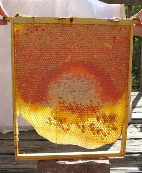 Layens Frame Plans | Horizontal Hives | Natural Beekeeping