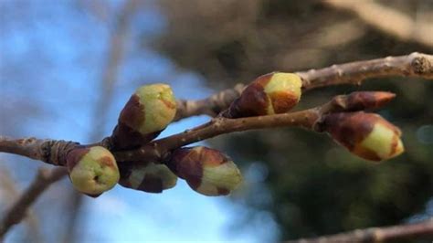 Peak bloom cherry blossoms arrive in Washington, DC | wusa9.com