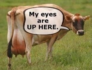 Best Cow Memes | Dairy Moos