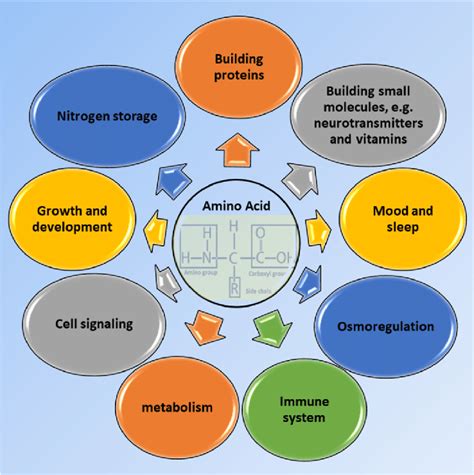 Some crucial roles of amino acids affecting our body functions. | Download Scientific Diagram