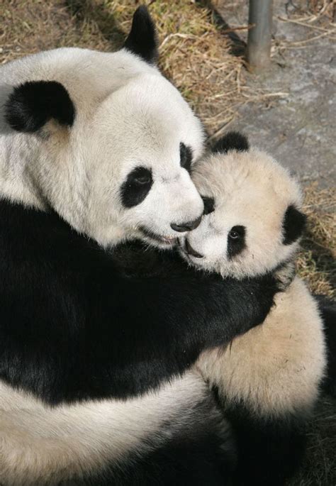 19 Amazingly Cute Pictures Of Animals Hugging