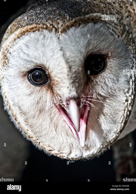 Tyto alba barn owl hi-res stock photography and images - Alamy