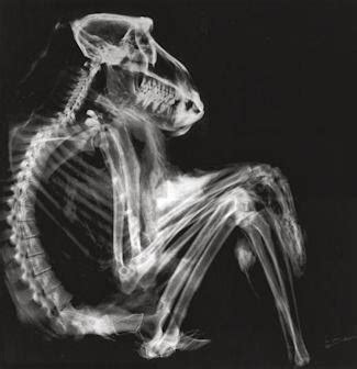 The Cryptic Corridor: More Animal X-rays...