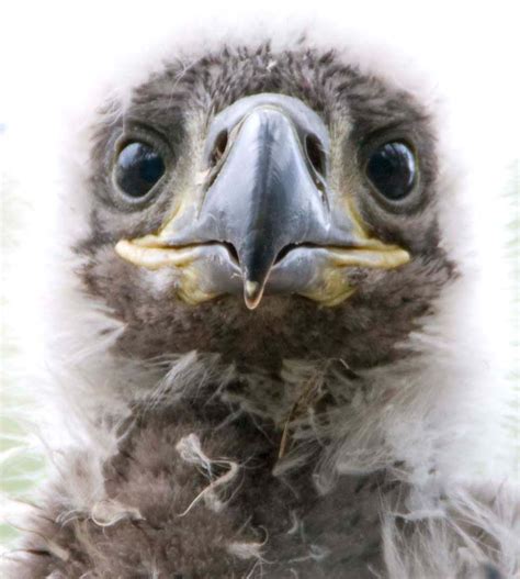 Baby eagle - Pentax User Photo Gallery