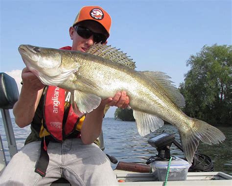 Zander Fishing - What Is Zander and How to Catch It | BadAngling