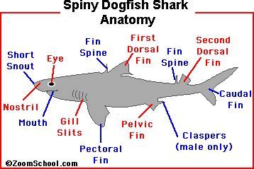 SPINY DOGFISH SHARK - Zoom Sharks | Marine Biology for Elementary | Dogfish shark, Shark, Marine ...