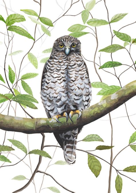 Powerful Owl - Fine Art Print - Australian Wildlife Art by Rachel Hollis