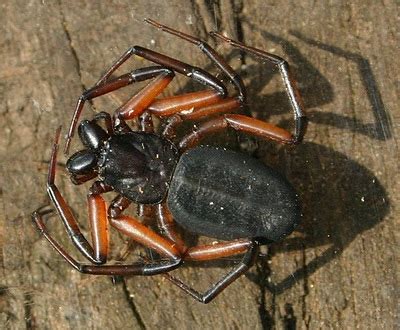 All Animals: Solifugae AKA Scorpion Spider