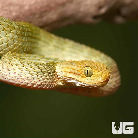 Baby Yellow Headed Squamigera Bush Viper (Atheris squamigera) For Sale - Underground Reptiles