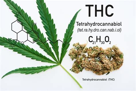 The Top 10 Most Potent THC Cannabis Strains of 2021-2022