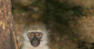 African Wildlife: Vervet Monkey Facts