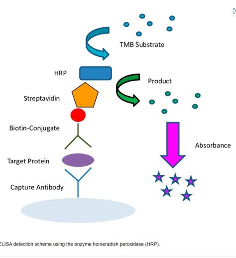 Overview of ELISA Protocol - MyBioSource Learning Center