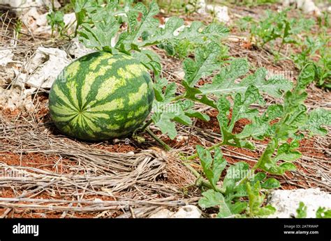 Watermelon vine hi-res stock photography and images - Alamy