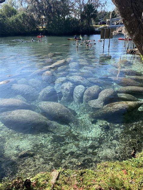 An aggregation at Three Sisters springs. : r/Manatees