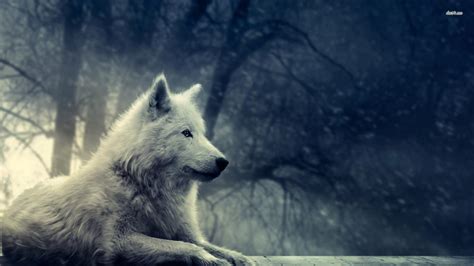 🔥 [50+] Galaxy Wolf Wallpapers | WallpaperSafari