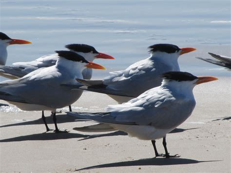 Shore Birds - Galveston Island Nature Tourism Council