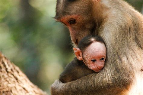 Free stock photo of animal, baby monkey, child