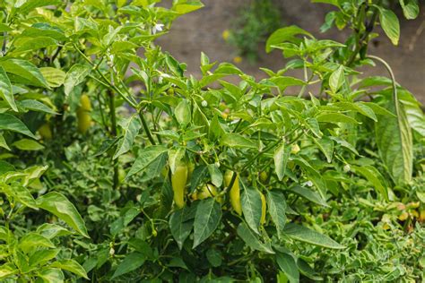 How to Grow Jalapeño Peppers