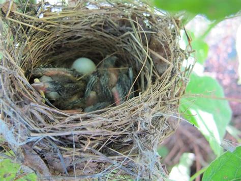 Julie Zickefoose on Blogspot: Indigo Bunting Nest-Part Four