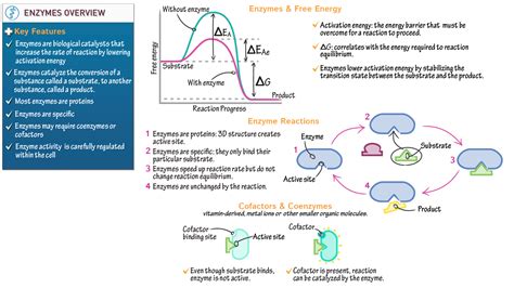 Biochemistry Fundamentals: Enzymes Overview | ditki medical & biological sciences