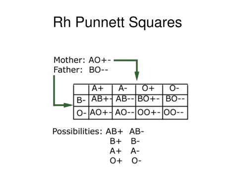 Rh Blood Type Punnett Square