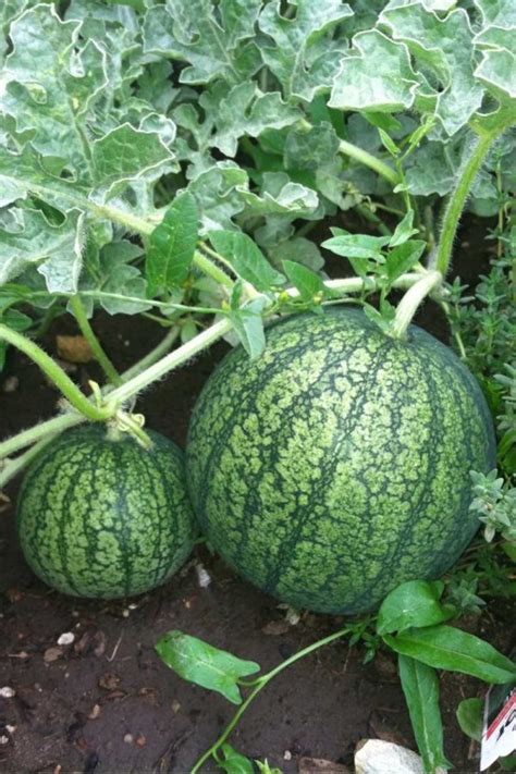 How To Grow Watermelon (Detailed Instructions) - Growfully