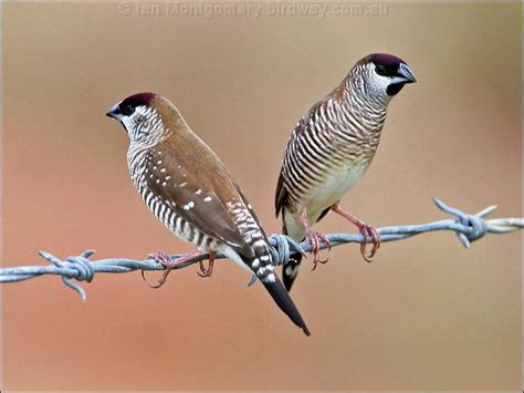 27 best Australian Finches images on Pinterest | Beautiful birds ...