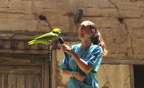 Groucho - The Singing Parrot At Disney's Animal Kingdom