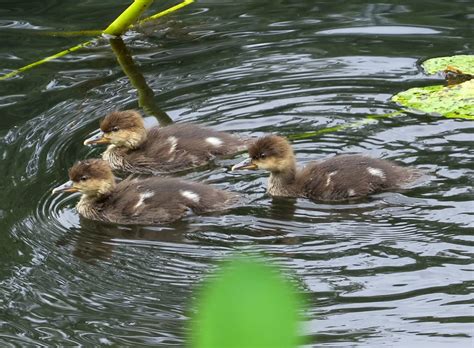 Hooded Merganser | BirdNote