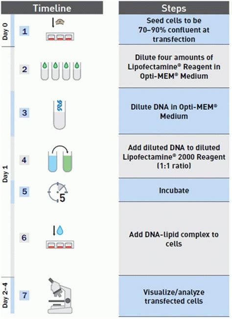 Lipofectamine 2000 | Thermo Fisher Scientific - US